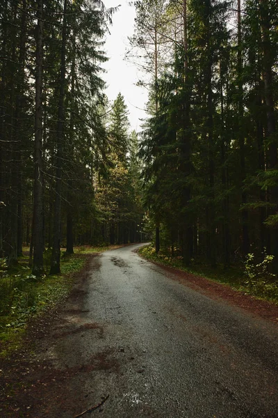 Carretera Estrecha Asfalto Que Atraviesa Bosque Oscuro Coníferas —  Fotos de Stock