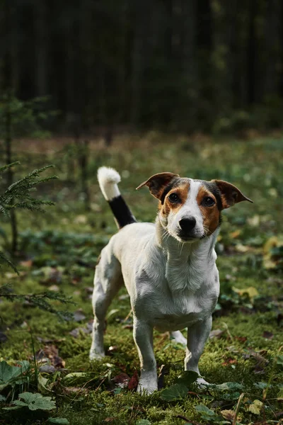 Собака стоит на тропе — стоковое фото