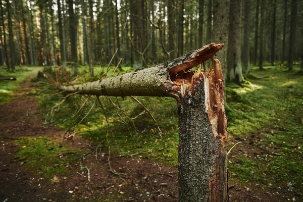Tronco de árvore quebrado na floresta de pinheiros — Fotografia de Stock