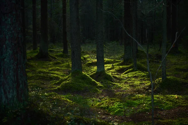 Luz solar fluindo através de uma floresta de pinheiros — Fotografia de Stock
