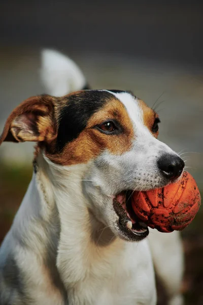 Джек Рассел с оранжевым мячом во рту — стоковое фото