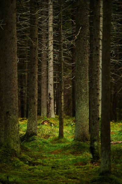 Sonnenlicht strömt durch einen Kiefernwald — Stockfoto