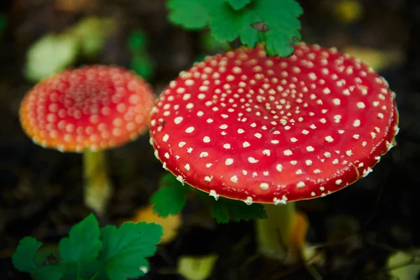 Twee paddestoel Vliegenzwam — Stockfoto