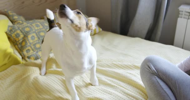 Hond schudden op het bed in de slaapkamer — Stockvideo