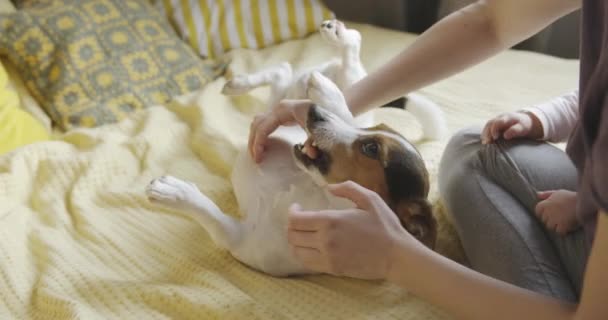 Жінка грає зі своєю собакою в ліжку — стокове відео