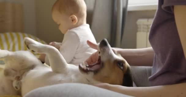 Mujer jugar con su perro en una cama — Vídeos de Stock