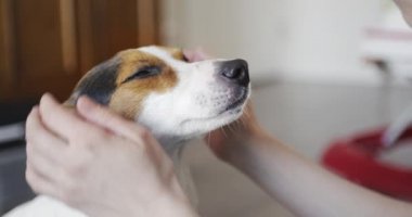 Kadın yavaşça onun köpeği kafasına vuruş.