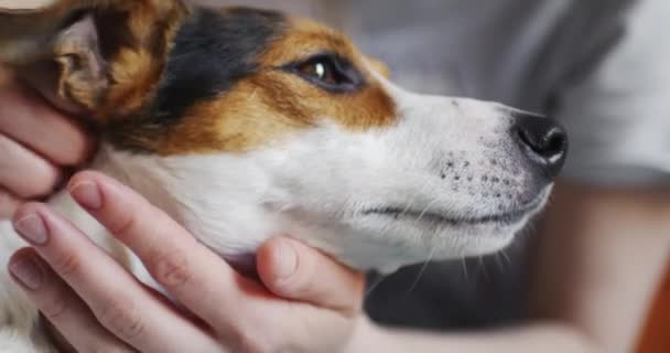 Mulher acaricia suavemente seu cão na cabeça — Vídeo de Stock