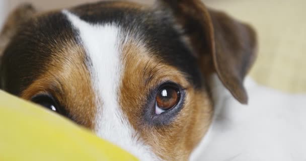 Sorgliga Jack Russell Terrier hund tittar på kameran. — Stockvideo