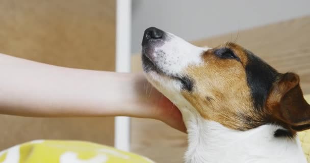 Vrouw lijnen zachtjes haar hond Jack Russell Terriër op het hoofd — Stockvideo