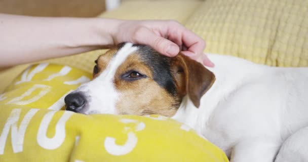 女性は優しく頭の愛犬ジャック ラッセル テリアをストロークします。 — ストック動画