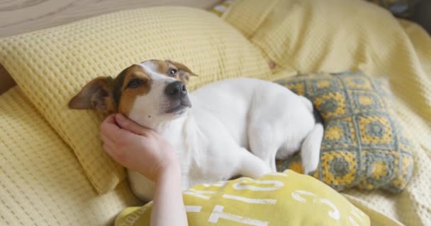Mujer suavemente acaricia su perro Jack Russell Terrier en la cabeza — Vídeo de stock