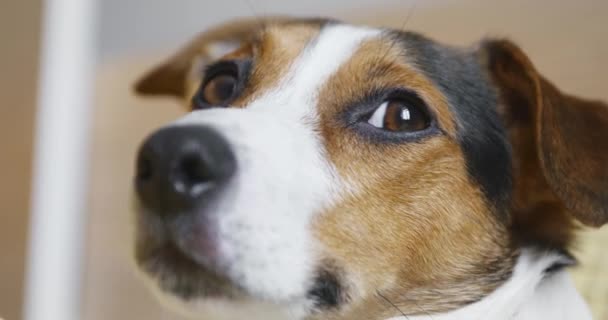Smutné, Jack Russell teriér pes při pohledu na fotoaparát. — Stock video