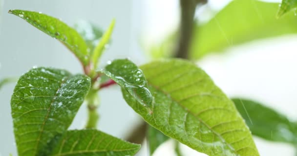 Gotas de lluvia cayendo de hojas verdes — Vídeo de stock