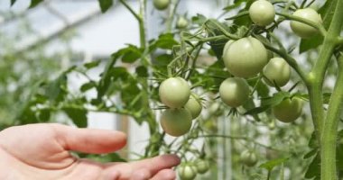 Bahçede yeşil domateslere dokunan bir kadın.