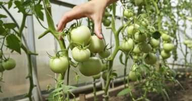 Bahçede yeşil domateslere dokunan bir kadın.