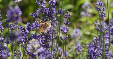 Mor çiçeklerdeki kelebek