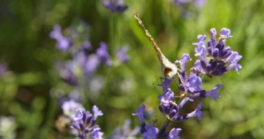 Mor çiçeklerdeki kelebek