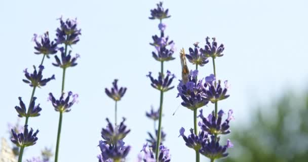 Mariposa sobre flores púrpuras — Vídeo de stock