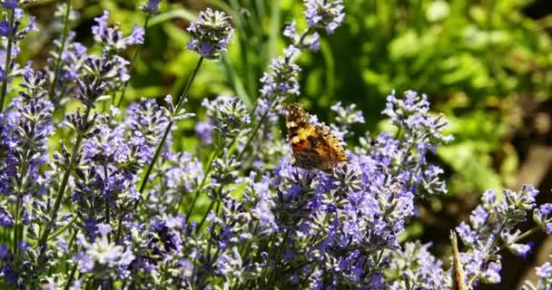 Mariposa sobre flores púrpuras — Vídeos de Stock