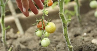 Bahçede yeşil domateslere dokunan bir kadın.