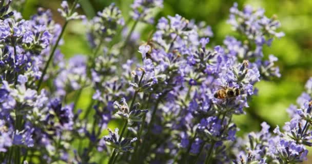 Abeja sobre flores púrpuras — Vídeos de Stock