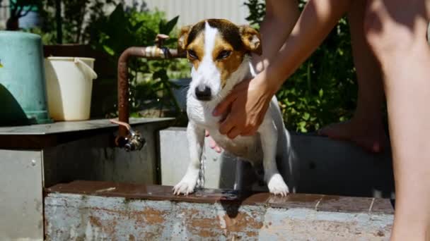 Γυναίκα πλύνετε το σκυλί στον κήπο. — Αρχείο Βίντεο