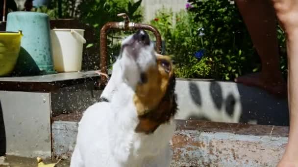 Frau wäscht Hund im Garten. — Stockvideo