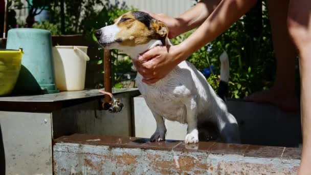Γυναίκα πλύνετε το σκυλί στον κήπο. — Αρχείο Βίντεο