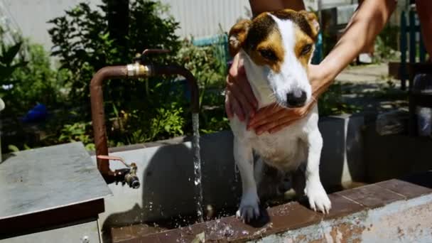 Mujer lavar perro en el jardín . — Vídeos de Stock