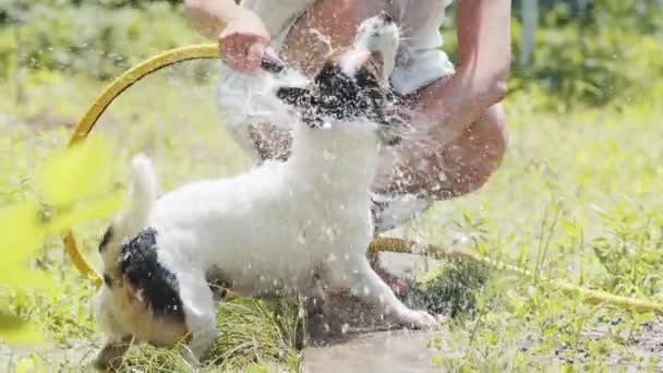 Frau wäscht Hund im Garten. — Stockvideo