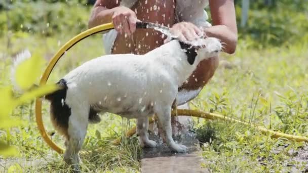 Vrouw wassen hond in de tuin. — Stockvideo