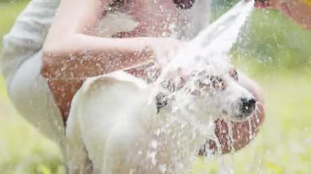 庭で犬を洗う女性. — ストック動画