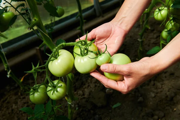 Kobieta patrząc na zielone pomidory z roślin w szklarni — Zdjęcie stockowe