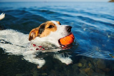 Köpek ağızda topu tutarak yüzme