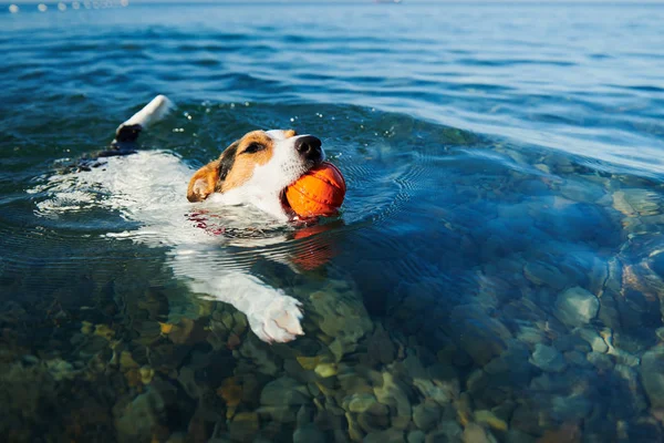 Hund schwimmt mit Ball im Mund lizenzfreie Stockbilder