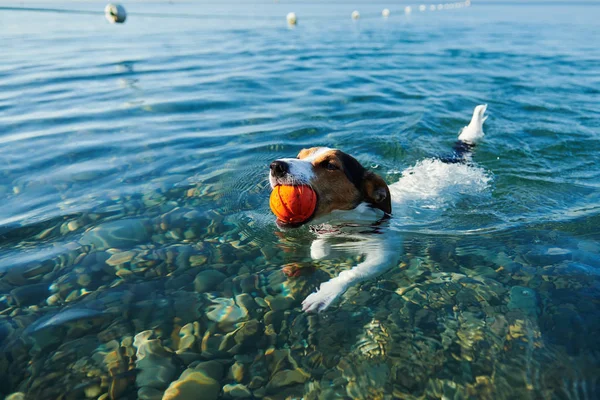 Perro nadando sosteniendo pelota en boca Fotos De Stock