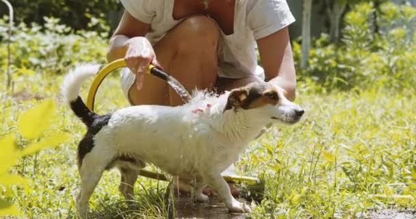 Frau wäscht Hund im Garten. — Stockvideo