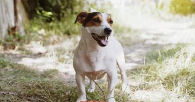 Jack Russell köpek Shot