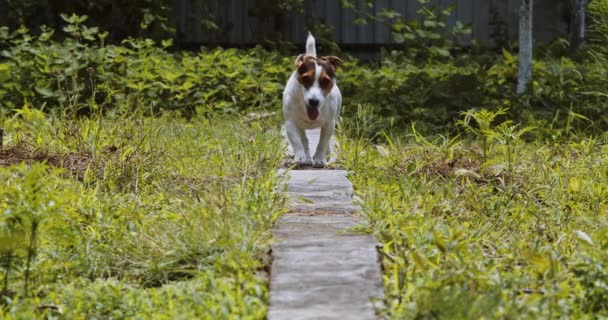 Shot van Jack Russell hond — Stockvideo