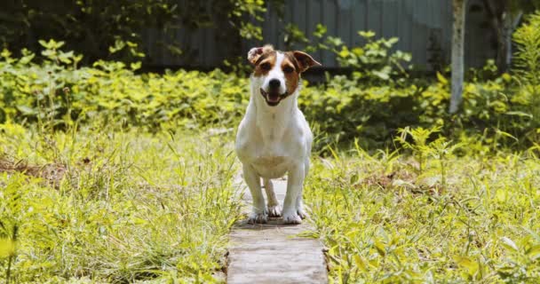 Shot of jack Russell dog — Stok Video