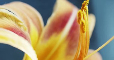 Makro sarı turuncu zambak çiçek