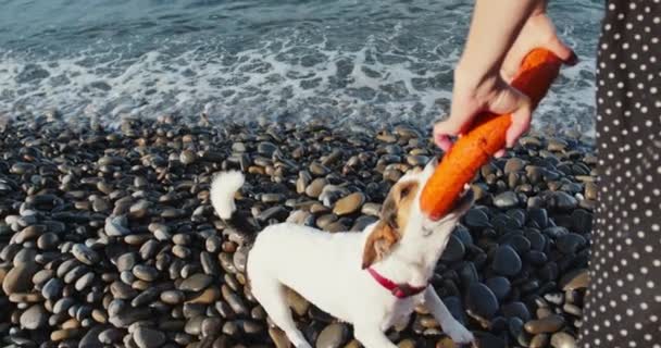 Donna giocare con il suo cane — Video Stock