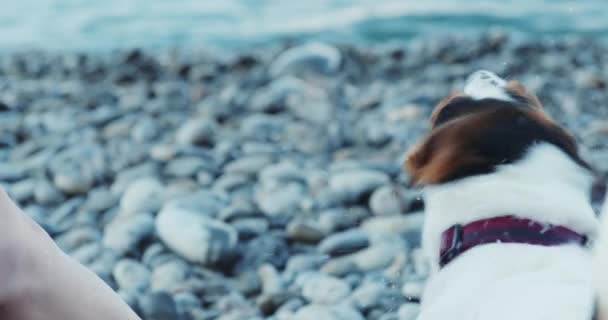 Mujer sentada junto a su Jack Russell en el muelle mirando al mar — Vídeos de Stock