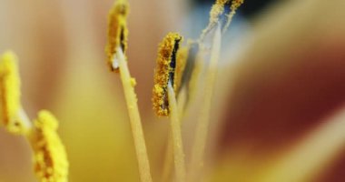 Makro sarı turuncu zambak çiçek