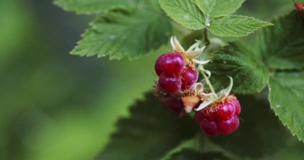 Himbeeren mit einem Hintergrund aus grünen Blättern — Stockvideo