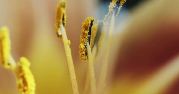 Макро-желтый оранжевый цветок лилии — стоковое видео