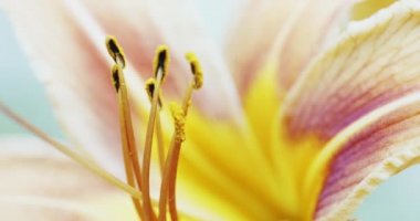 Makro sarı turuncu zambak çiçek