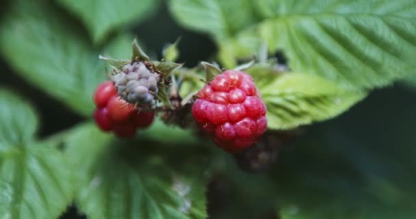 Lamponi uno sfondo di foglie verdi — Video Stock