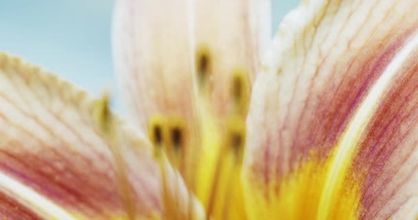 Macro yellow orange Lily flower — Stock Video